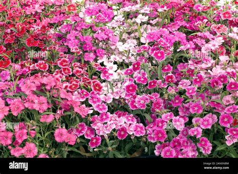 Dianthus Chinensis Ideal Mix Stock Photo Alamy