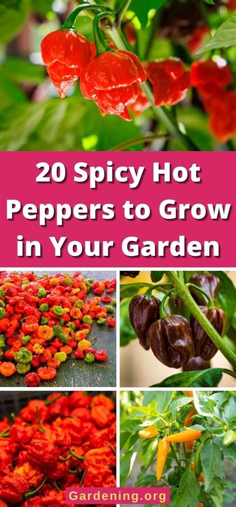 20 Spicy Hot Peppers To Grow In Your Garden In 2024 Stuffed Hot