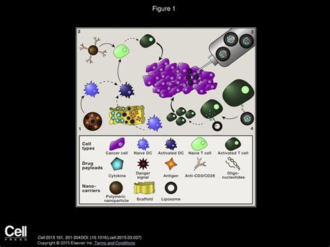 Immunoengineering How Nanotechnology Can Enhance Cancer Immunotherapy Ppt Download