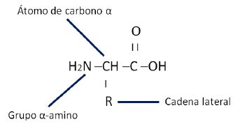 Estructura general de un aminoácido estándar Download Scientific Diagram