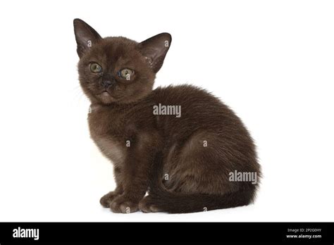 Small Burmese Kitten Isolated On A White Background Stock Photo Alamy