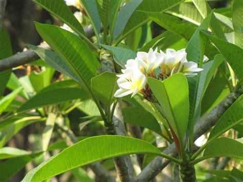 Hallucinations Plumeria