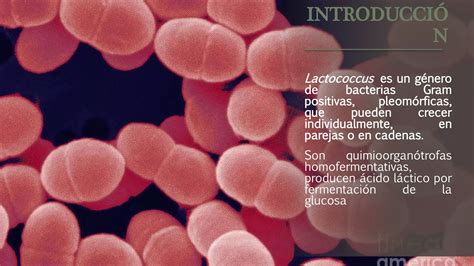 BACTERIAS LACTICAS PPT