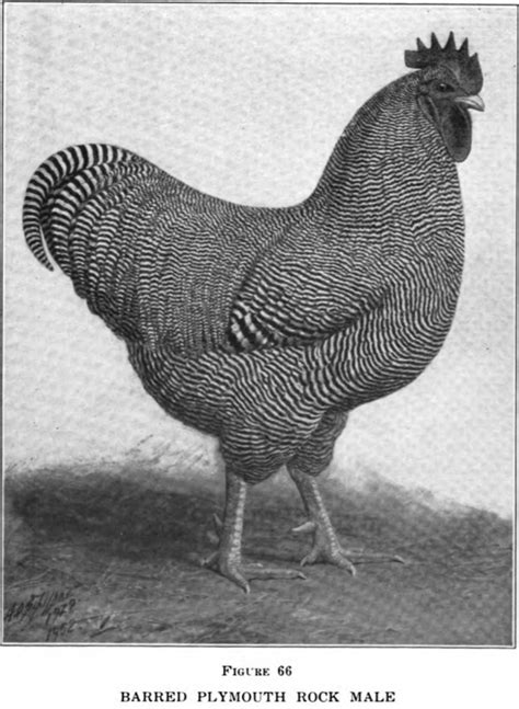 Plymouth Rock Open Poultry Standards Australia