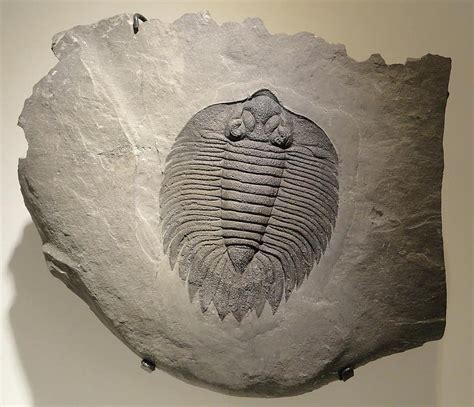 Fossil Trilobite Fossils Arthropods Extinct Pikist