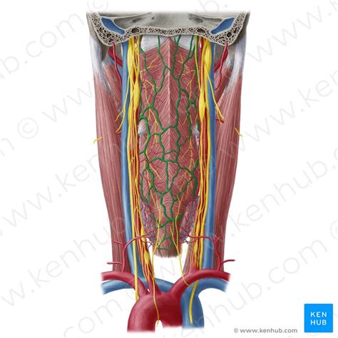 Inferior Pharyngeal Constrictor Attachments And Action Kenhub