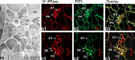 Confocal Visualization Of H Ppase And Pip By Dual Channel Imaging