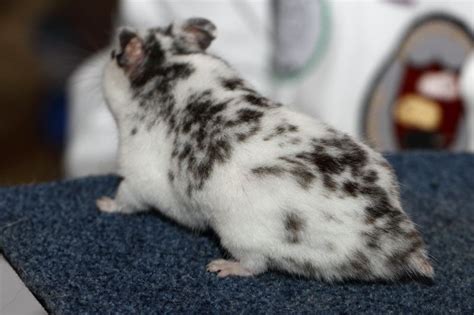 Dalmatian Hamster