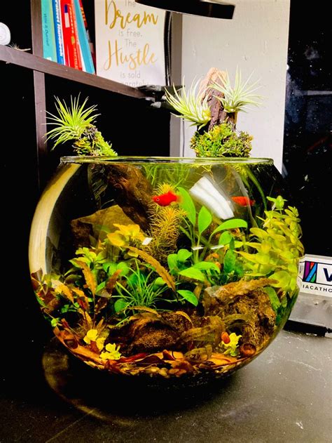 A Fish Bowl Filled With Plants And Rocks