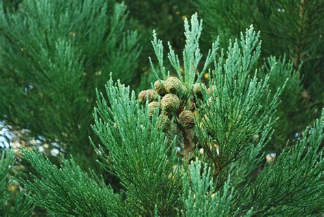 Sequoiadendron Giganteum - 15-20 Litre | Emerald Plants