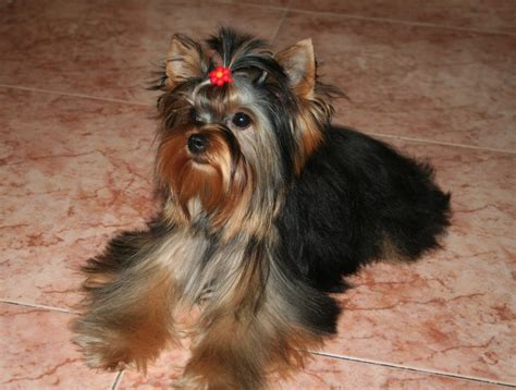 Yorkshire terrier toy Imágenes y fotos