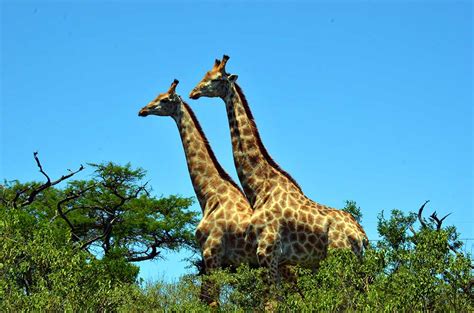 Hluhluwe Imfolozi Safari Day Tour From Richards Bay Zulu Safaris