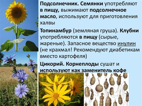 Семейство Сложноцветные - презентация онлайн