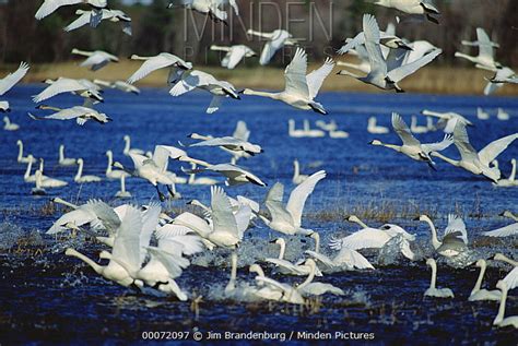 Tundra Swan Stock Photo Minden Pictures