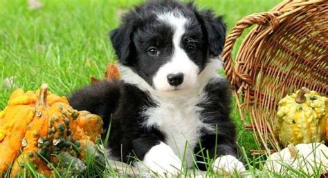 Border Colliemeet Caramel A Puppy For Adoption