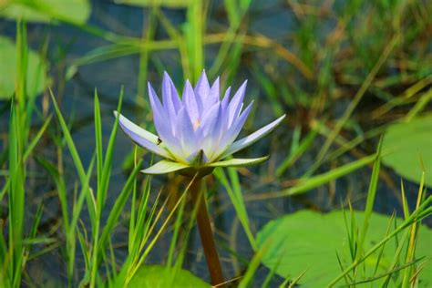 Water Lily National Flower Of Bangladesh Free Photos On Creazilla