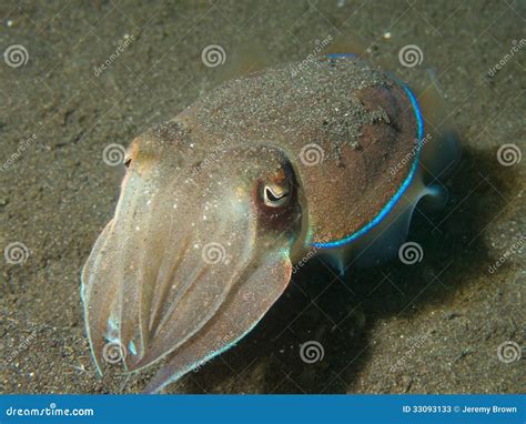 Golden Cuttlefish Stock Image Image Of Scuba Sulawesi 33093133