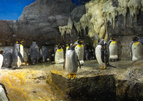 Penguins In Kaiyukan Aquarium Kansai Region Osaka Japan Flickr