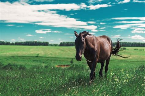 O cavalo marrom grávido dos jovens anda em um prado verde e mastiga a