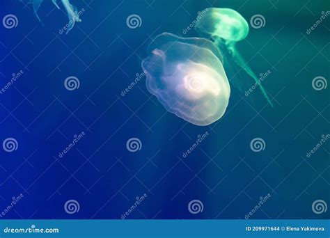 Translucent Aurelia Aurita Also Called The Common Jellyfish Moon