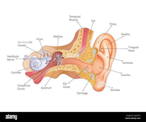 Anatomy Of The Human Ear Stock Illustration As Eps 10 File Stock Vector Image And Art Alamy