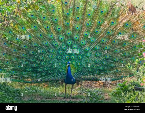 Dancing Peacock In Rainy Season