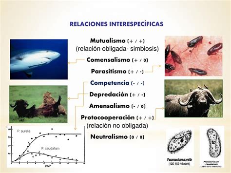 Ppt Medio Ambiente Poblaciones Y Comunidades Powerpoint Presentation