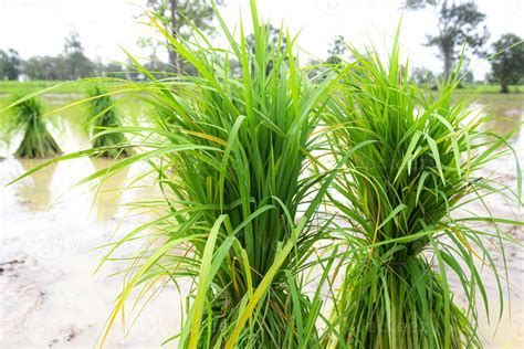 Les Plants De Riz Sont Plac S Dans Les Champs Pour Tre Plant S Dans