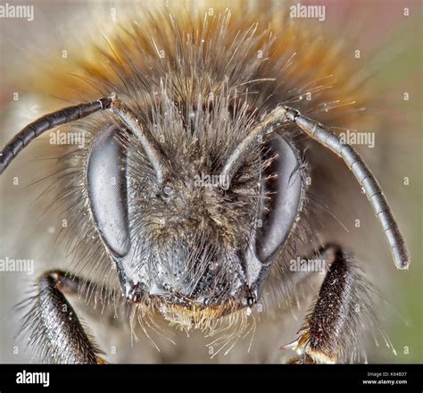 Super Macro Of A Bee Stock Photo Alamy