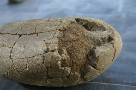 Whale Bone Fossil According To Pat Holroyd Of The Museum O Flickr