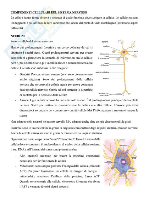 Appunti Neurofisiologia