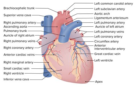 Heart Anatomy Concise Medical Knowledge