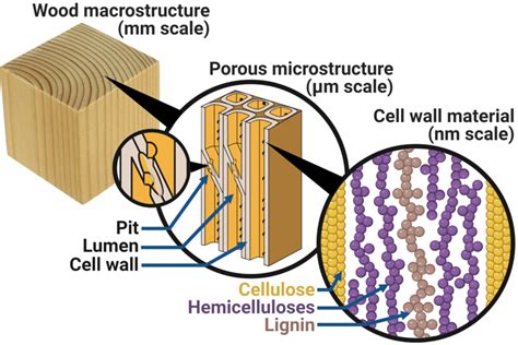 Simplified Overview Of Wood Structure On Different Length Scales Wood