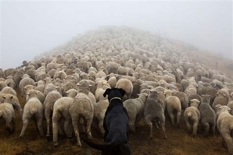 Il rend hommage à ces chiens qui travaillent dur pour aider l Homme