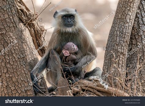 Female Gray Langurs Called Hanuman Langurs Stock Photo