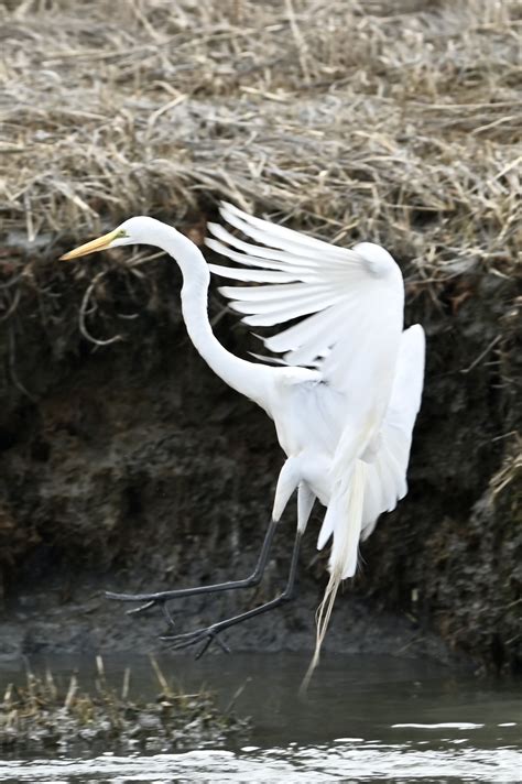 Urban Wildlife Guide: Great Egret Contortions