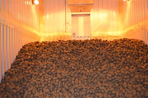 Potato Storage Tips From The Experts Wisconsin Potatoes