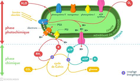 Animation De La Photosynth Se Du Cycle Calvin