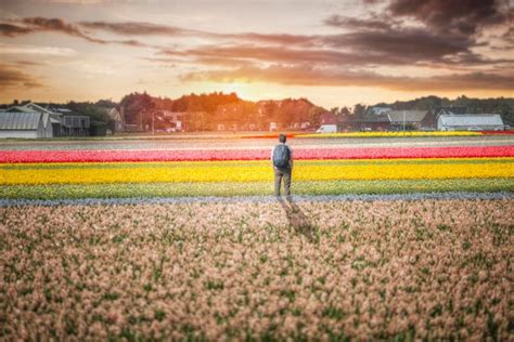 Premium Photo | Holland tulips