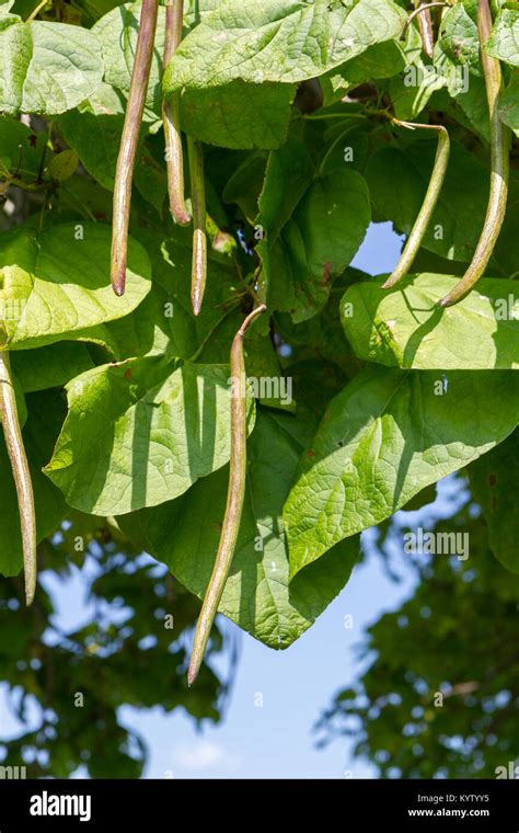 The Seed Pods Of A Catalpa Tree Northern Catalpa Growing In