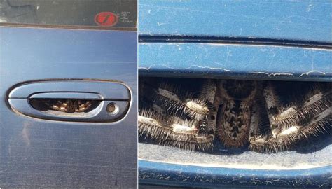 Australian woman horrified after finding huge spider inside car door ...