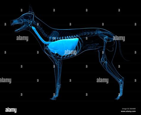 Respiratory System Animal Hi Res Stock Photography And Images Alamy