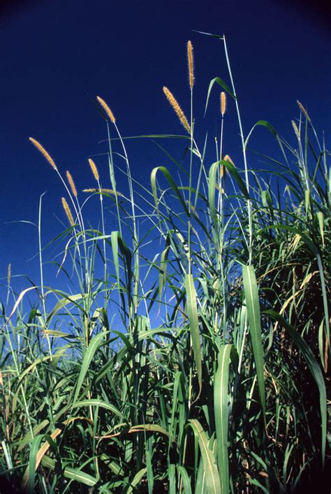 Napier Grass Plant Management In Florida Waters An Integrated Approach University Of