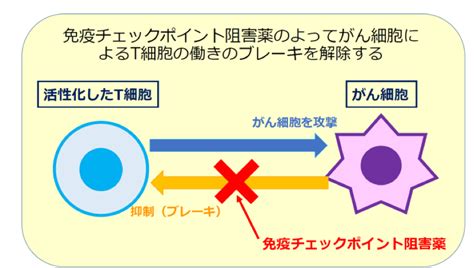 がん免疫治療とは｜一宮市立市民病院