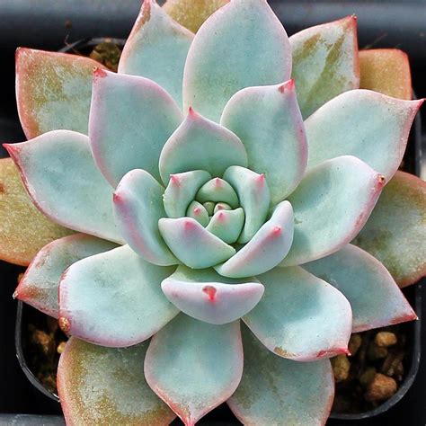 Echeveria Blue Bird Mountain Crest Gardens