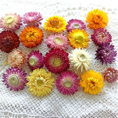 100 Pcs Dried Strawflower Heads, Wedding Diy, Dried Flower, Dried Flower for Resin,dry Flower ...