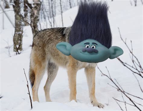 wild animal trolls 8