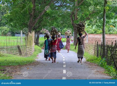 Village Woman Carrying Wood In Their Head Editorial Photo Image Of