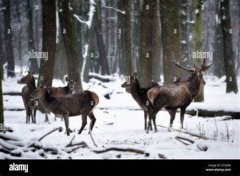 Wild animals in forest.Eurasian elk (Europe Stock Photo - Alamy