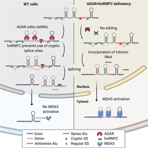 Schematic Illustration Of The Proposed Model In Wt Cells Left Dsrna